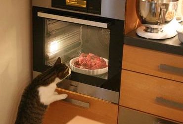 Neue Miele Backofenserie 5000 begeistert Kater