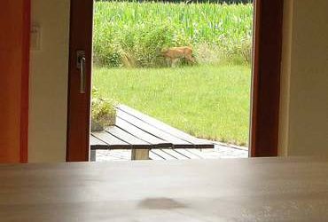 Reh im Garten