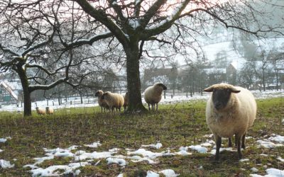 Oberkrumbach: der wahre Ochsenanger!