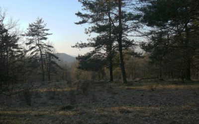 Die Buckelpiste im Kainsbühler Hutanger