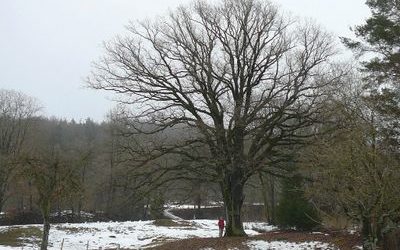 Die Friedens-Eiche 1816 bei Kucha