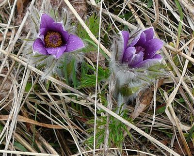 P1060987ab