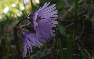 Die Soldanella alpina blüht!