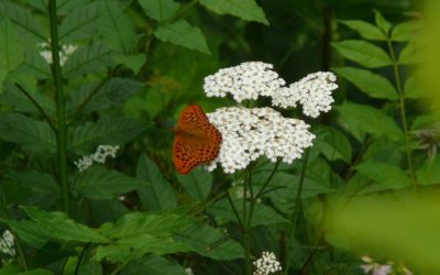 Zarte Schmetterlinge im Schlossanger Eschenbach