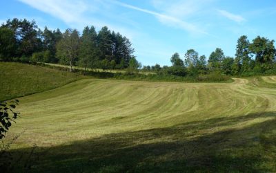 Krumme Sachen beim Hutanger Pollanden