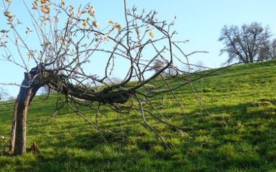 Der krumme Baum