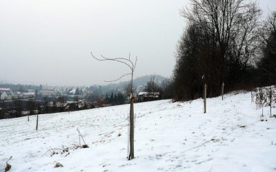 Winter im Obstsortengarten Hersbruck
