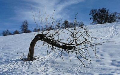 Der krumme Baum Ende Februar 2010