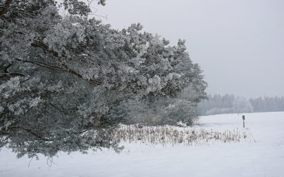 Winterbäume im Waller Anger