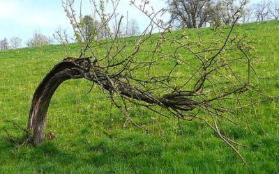 Der krumme Baum im Mai 2010
