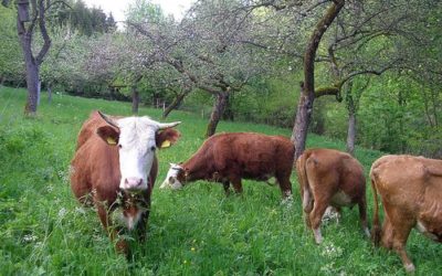 Das Naturschutzzentrum Wengleinpark e.V. und BayernTourNatur laden am 22. Mai zum Wandern ein.