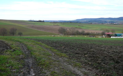 Lange Schatten beim Hutanger Beerbacher Loh
