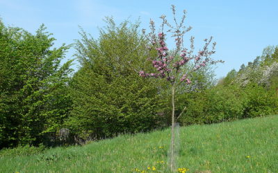 Weirouge auf der Streuobstwiese in Hersbruck