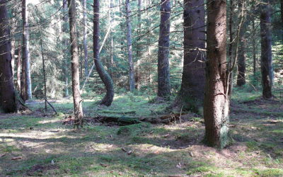 Der „Schönberger Anger am Sportplatz“, Lauf a.d. Pegnitz