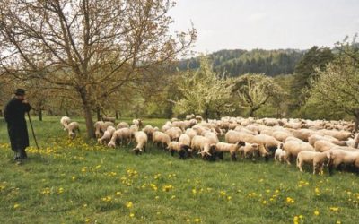 Juradistl-Lamm – Naturschutz auf dem Teller und auf der Consumenta in der Möbelmacher-Showküche