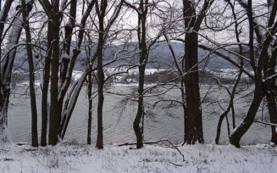 Bäume am Happurger Stausee – Hersbrucker Alb