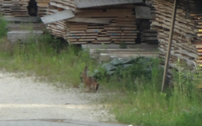 Pfingsthasen entdeckt