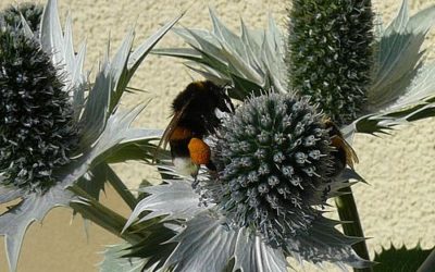 Dunkle Erdhummel und Kugeldistel in unserem Garten