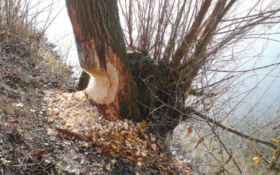 Zwitschernde Pizza bei den Möbelmachern