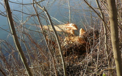 Der Biber am Baggersee