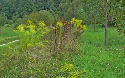 Streuobstwiese Hersbruck: Sie sind da, die ersten Äpfelchen am Sternapfelbaum!