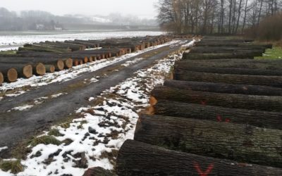 „Submission“ heißt „Wertholzversteigerung“ und ist ein Teil unseres Holzeinkaufs