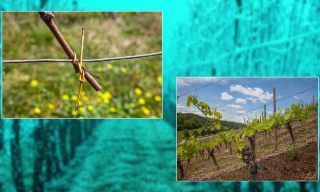 „Weinfranken“ – Multimediavortrag von Lothar Mayer zum Jubiläum bei den 20. Unterkrumbacher Werkstatt-Tagen